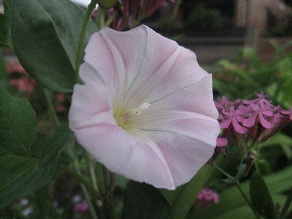 IMG_8775.JPG