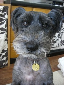 やっぱり肉がうまい！