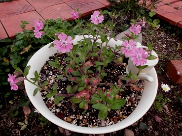 フクロナデシコ