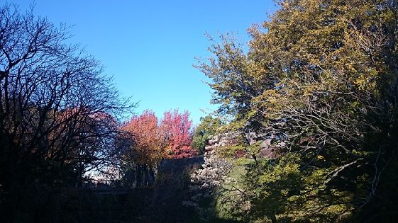 三の丸紅葉