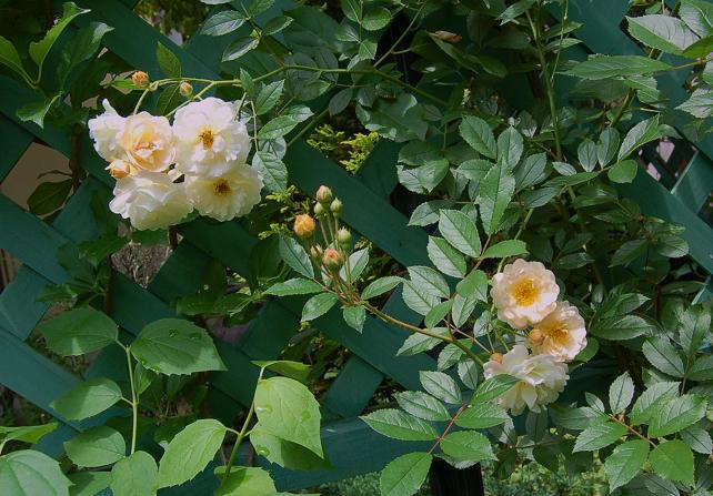 DSC_0421.JPG