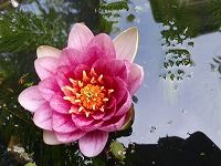 ８月５日の誕生花 スイレン ピンク の花言葉 純情 水の妖精スイレン 睡蓮 のピンク色の花の 信頼 弥生おばさんのガーデニングノート 花と緑の365日 楽天ブログ