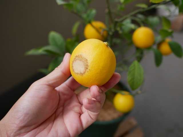 ベランダ菜園 レモン Verandism べらんでぃずむ ベランダ菜園とか 楽天ブログ