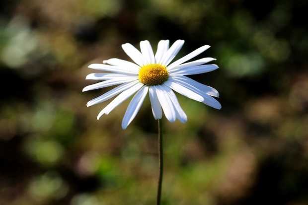 ２月１５日の誕生花はデイジー 美人の花 ミント117 楽天ブログ