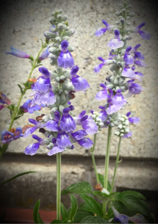 rblog-20160530190925-09.jpg