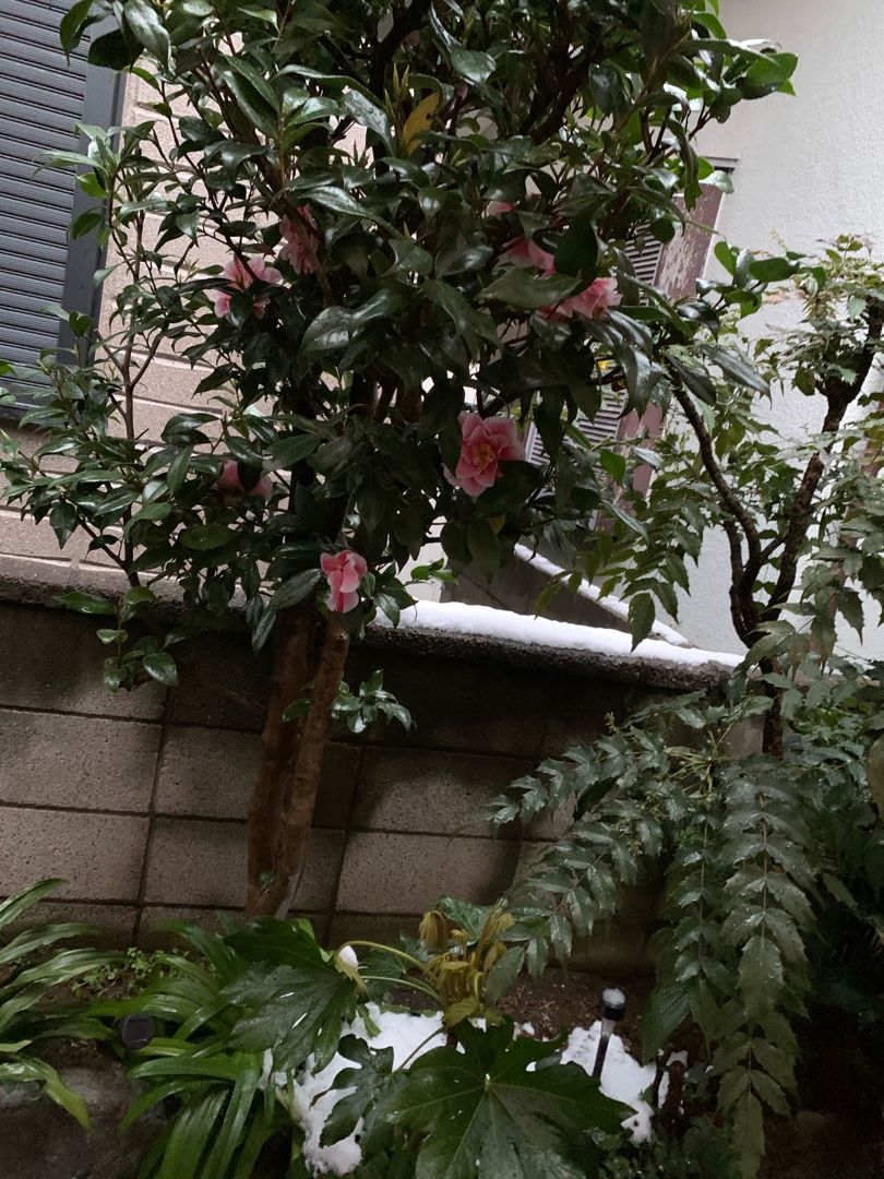 八重椿とヒイラギナンテンとヤツデの剪定 負け犬のヨーガなエコライフ 楽天ブログ