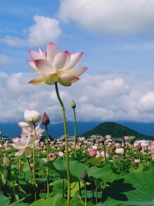 藤原京跡のハナハス アトリエ コモ 楽天ブログ
