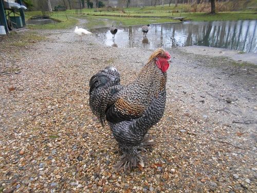 北フランスの田舎でみた珍しい鶏 ロズモンドの華麗にフランス En France 楽天ブログ