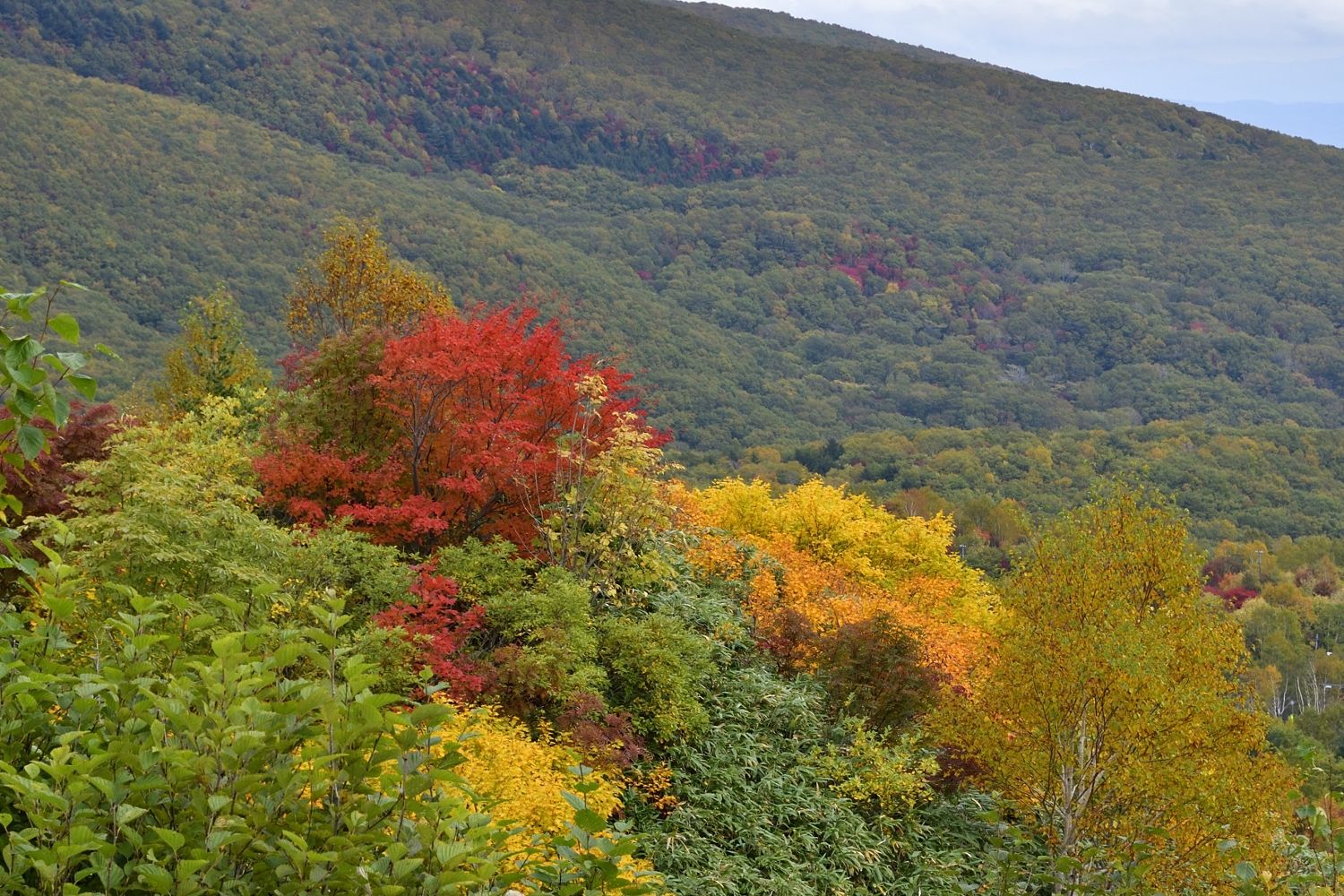 八幡平アスピーテラインの紅葉です ふう 出来るだけ書くぞ 楽天ブログ