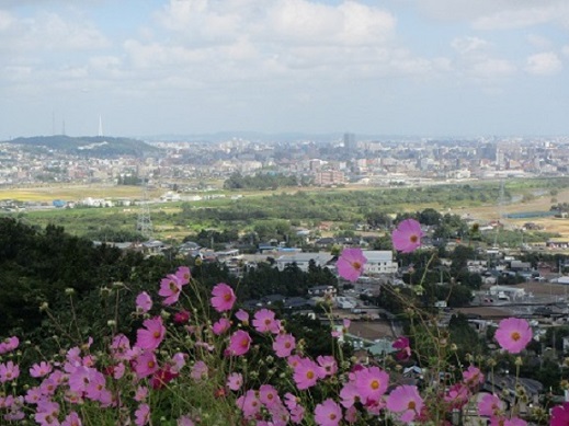 ゆ８頂上花.jpg