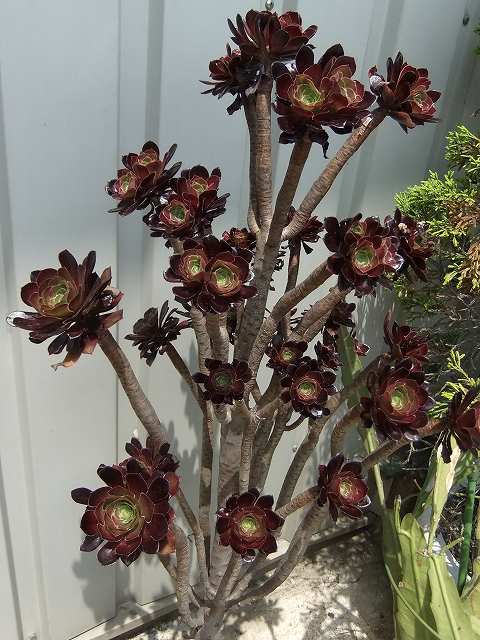 DSCF0951.jpg