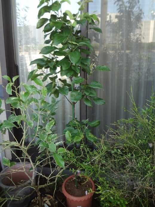 第1135回 1本で実がなる梨に挑戦 ～梨「なるみ」～ | まっ、いっか流