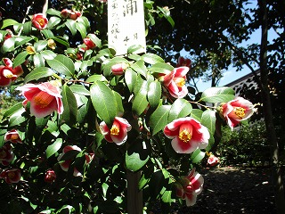 IMG_7336ss.jpg