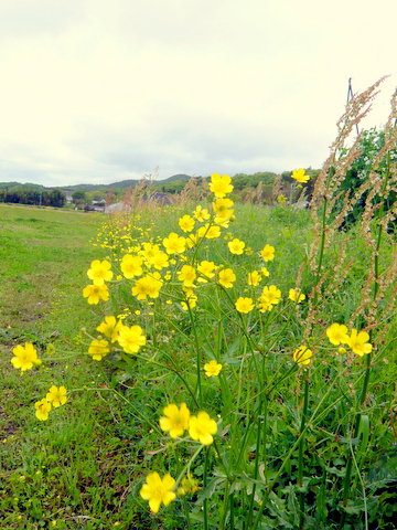 ウマノアシガタの花の群れ