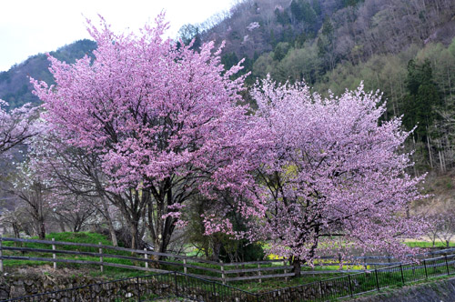 オオヤマ桜