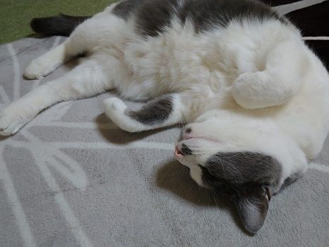 優しい猫パンチ ハチワレキャットブラザーズのドタバタブログ 楽天ブログ