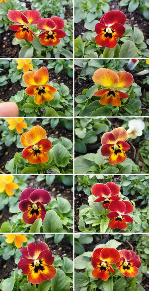 赤ずきんちゃんの色幅