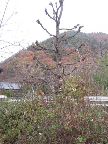IMG_2089.JPG