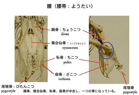 k3niwatoripelv.jpg