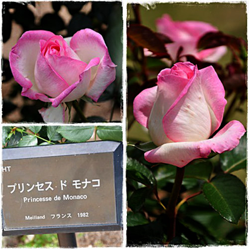 薔薇６