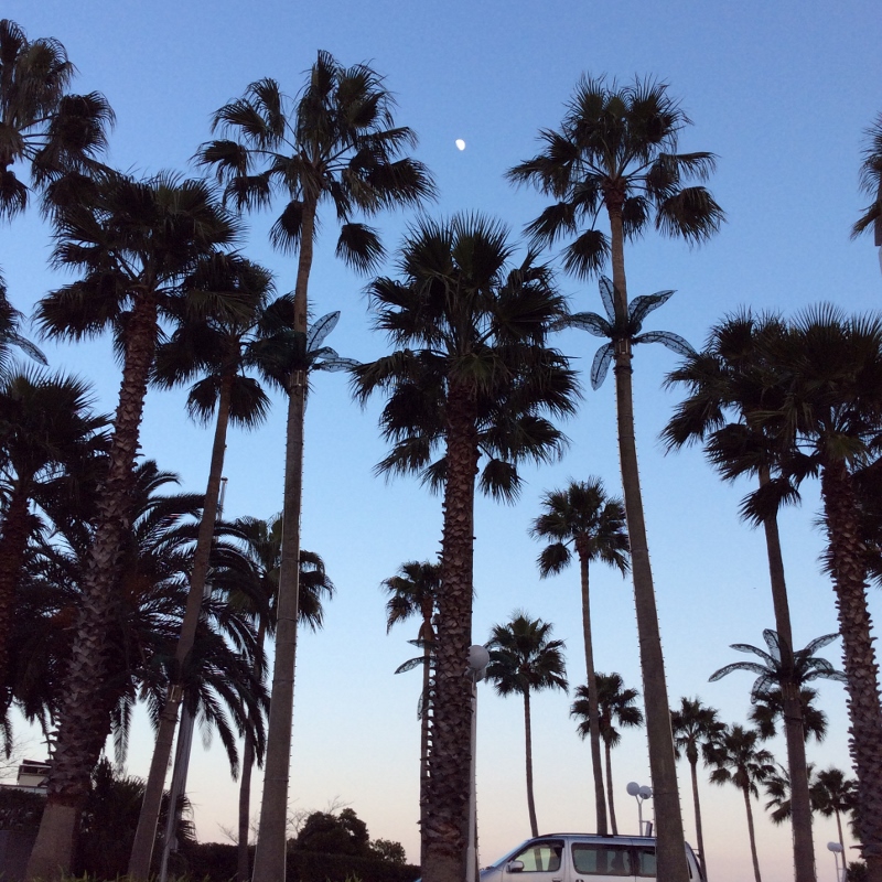 写真 (2) (800x800).jpg