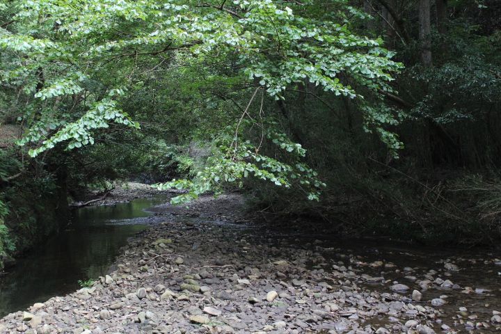 ウズラ、ニワトリ　たまに育雛