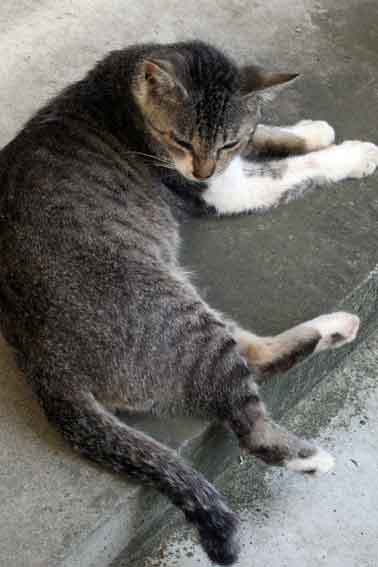 我が家のニャンコ♪2013/7/7-3