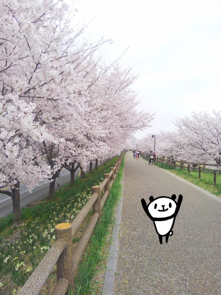 桜並木が一気に満開