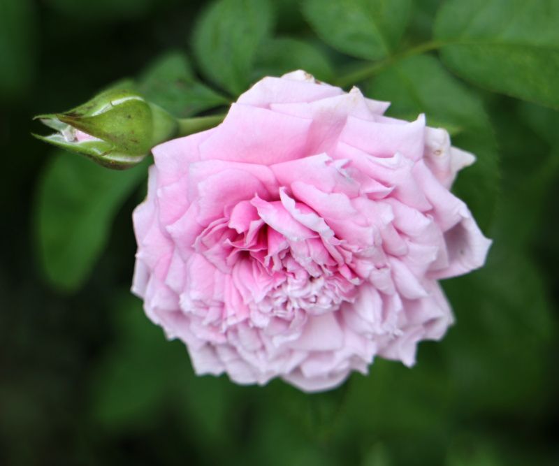 ルシェルブルー | バラと可愛い花たち - 楽天ブログ