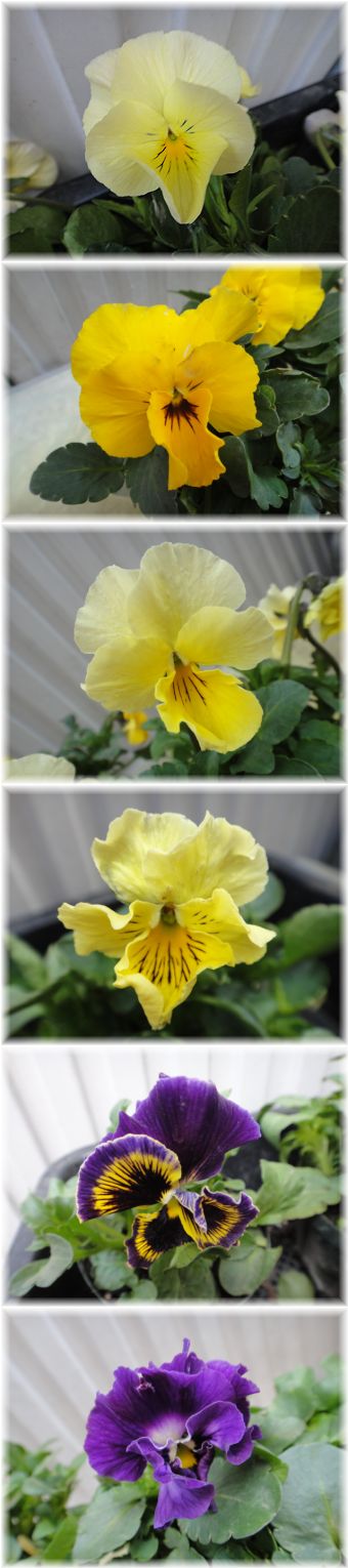 ROKAさんのビオラ