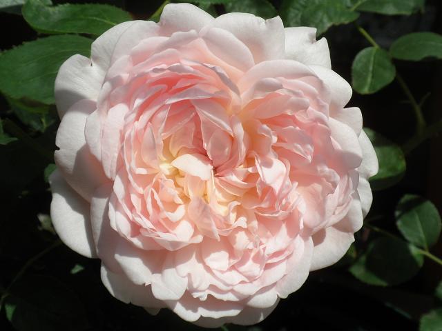 エグランティーヌ ★ お気に入りのバラ | 我が家の薔薇 ・ たまにワンコ in 北海道 - 楽天ブログ