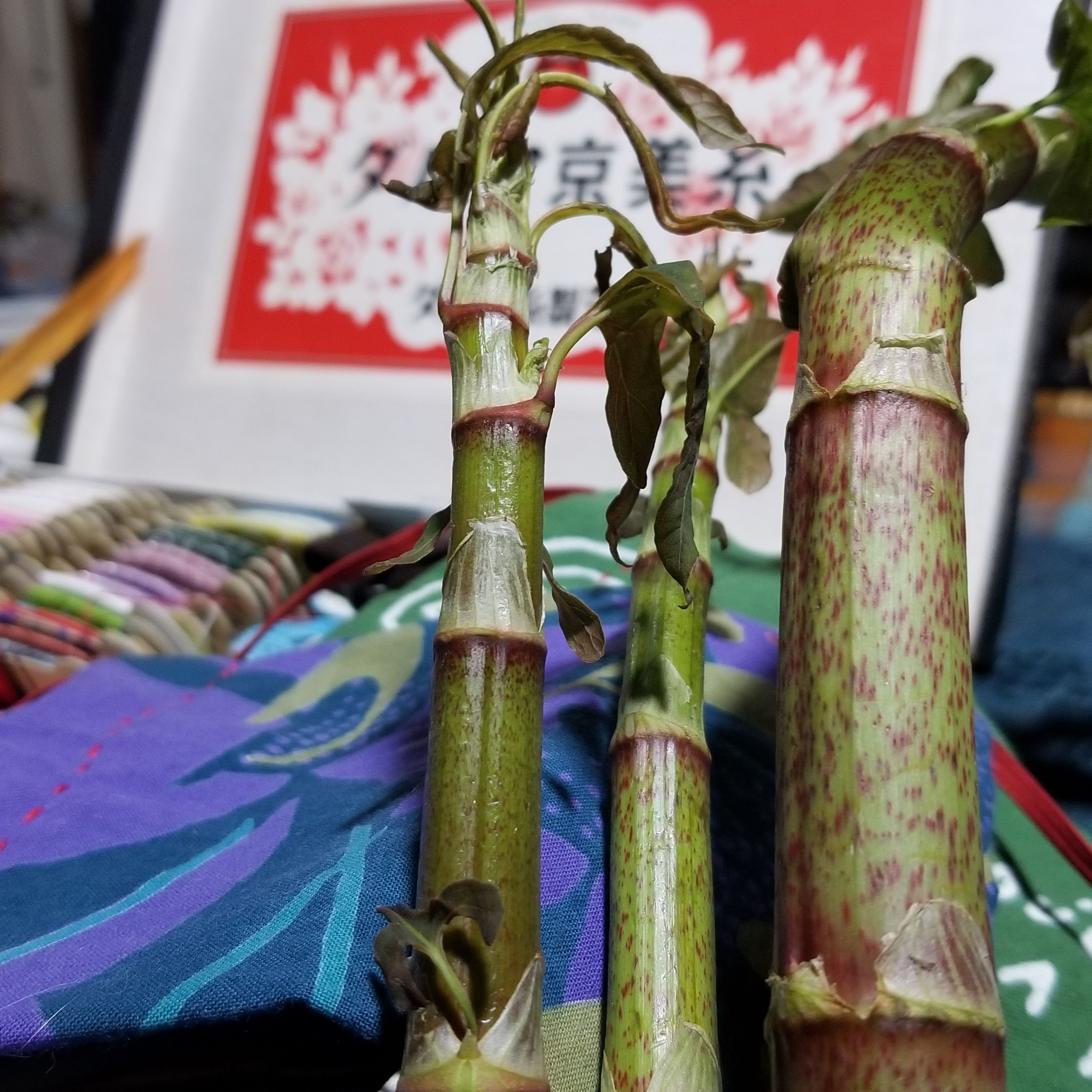 蕨 筍 蕗 虎杖 万年 山猫だより 楽天ブログ