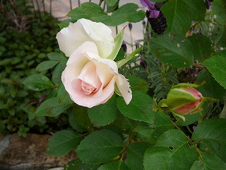 P1290252ss.jpg