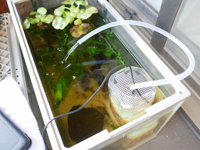 水中ポンプとペットボトルで水槽の濾過装置を自作する べらんでぃずむ ベランダ菜園とか 楽天ブログ