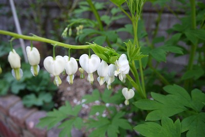 P1000229.jpg