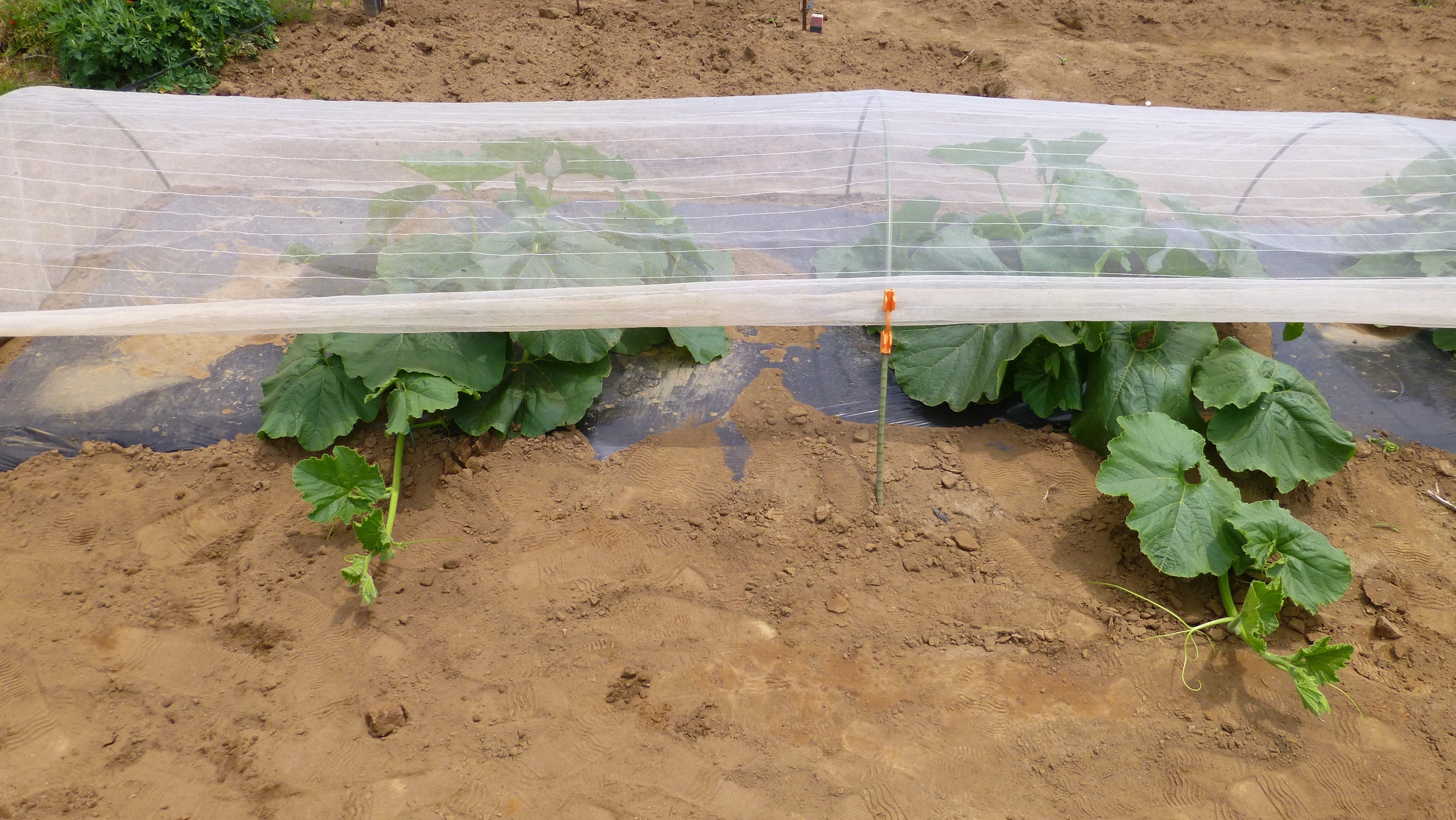 初めてのカボチャの3本仕立て 活き活きpc 園芸三昧 楽天ブログ