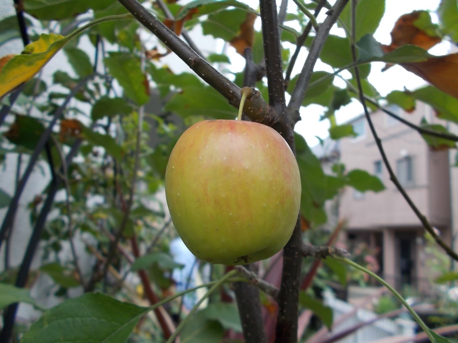 姫リンゴ アルプス乙女 が色付き始めました バラを咲かせることが好き 楽天ブログ