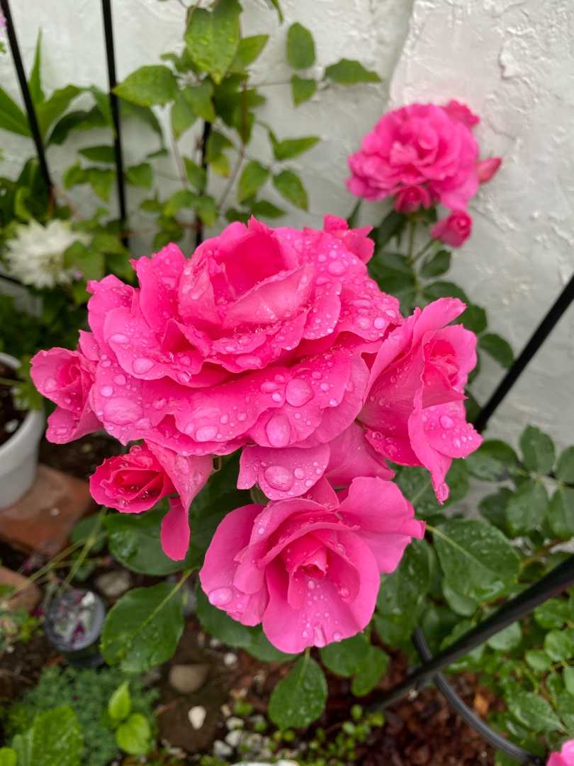 つるヒストリーとつるローズうららの花持ちの良さ 庭のあれこれ バラ時々ネコ 楽天ブログ