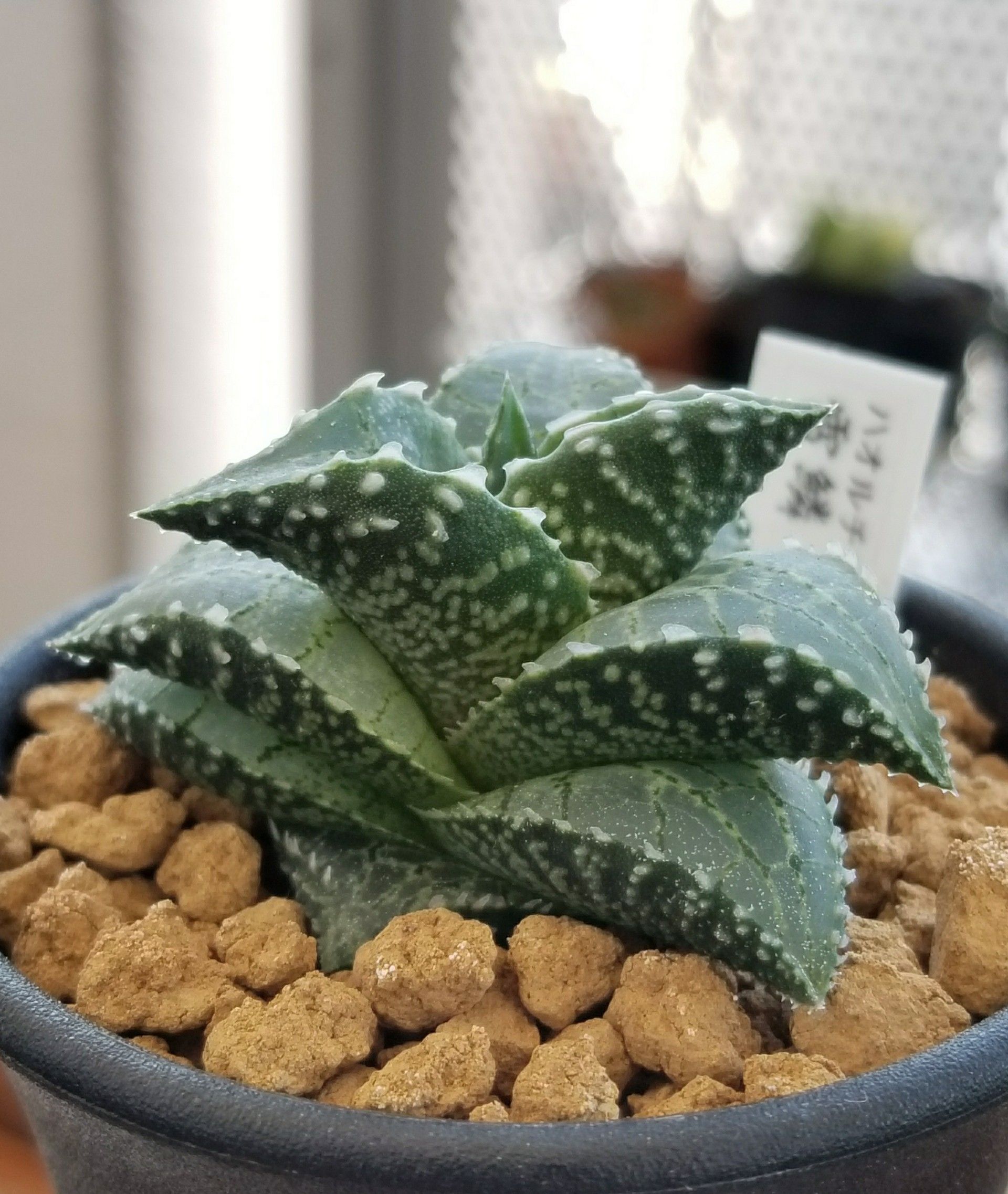 竜鱗&雷鱗 | デルオの多肉日記 - 楽天ブログ