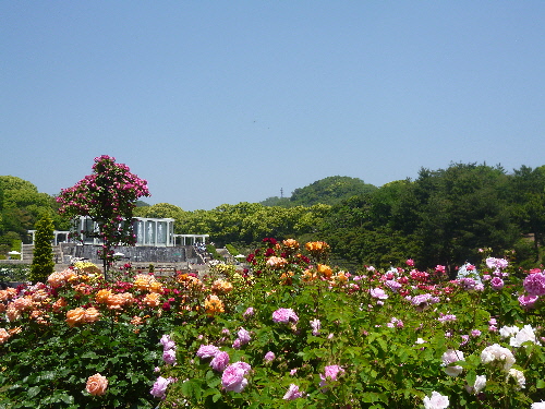 P1100695(1).JPG