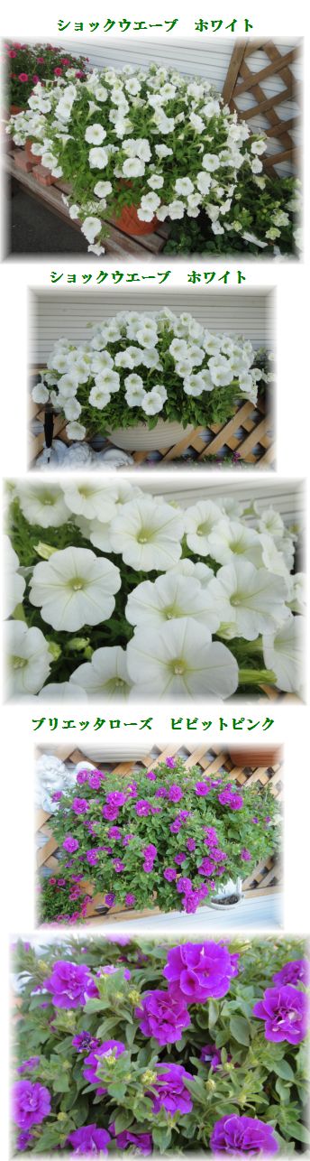 まだ綺麗に咲いてくれているペチュニア