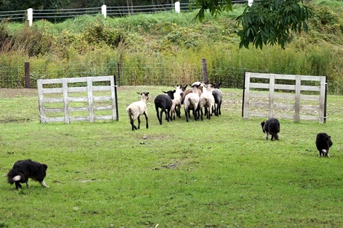 Sheepdog show　BOYA FARM