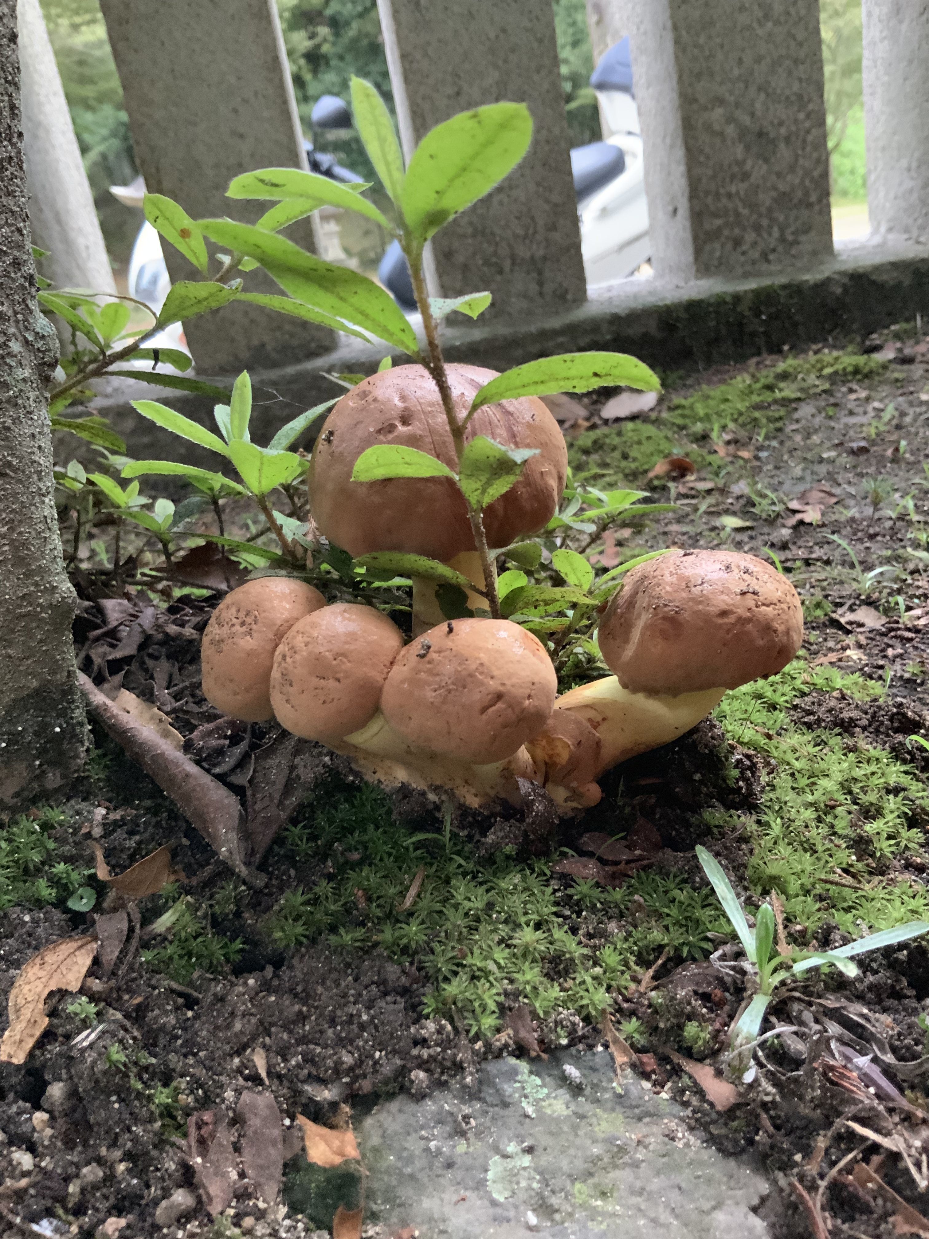 きのこのこのこ きょうは毒きのこ日和です 楽天ブログ