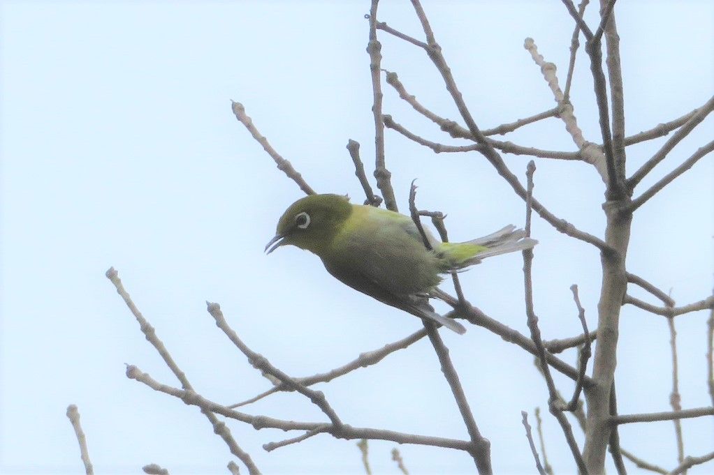 イオンの駐車場垣根にメジロの幼鳥が居た スズメの子育て 大分金太郎の花鳥蝶月 楽天ブログ