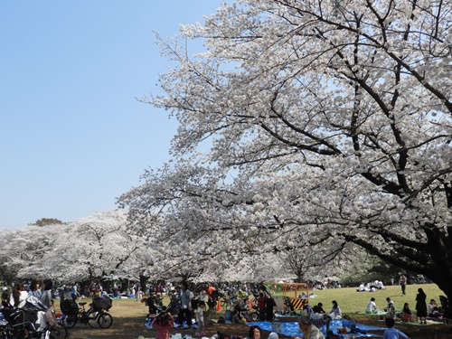 光が丘公園の桜