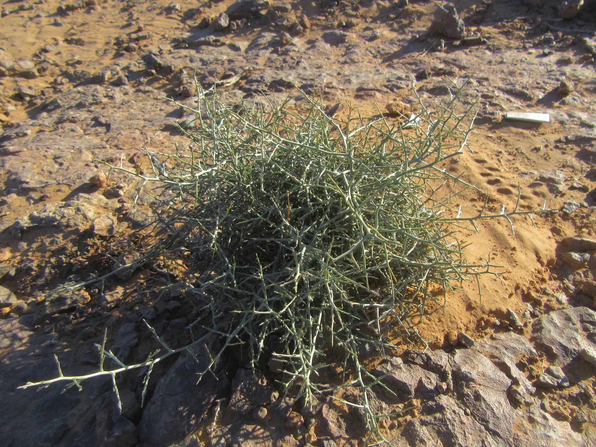 モロッコ サハラ砂漠の植物 私と陶芸 楽天ブログ