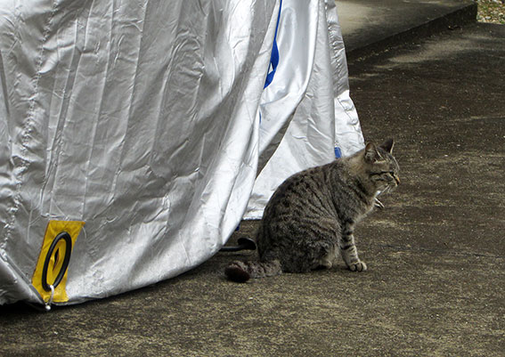 オートバイのカバー♪