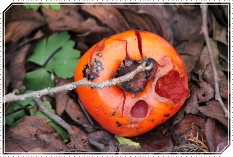 もく遊りん-13 野鳥の餌になったカキ 13.11.27