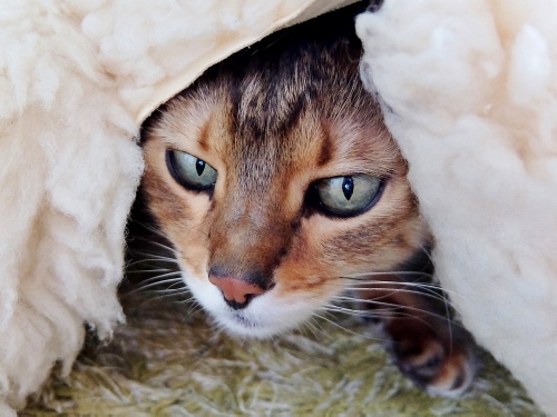 猫　撮影　デジカメ　カメラ