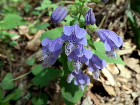 十種ケ峰の花-03.jpg